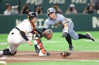 ４回、大山の適時二塁打で生還する佐藤輝（撮影・西岡正）