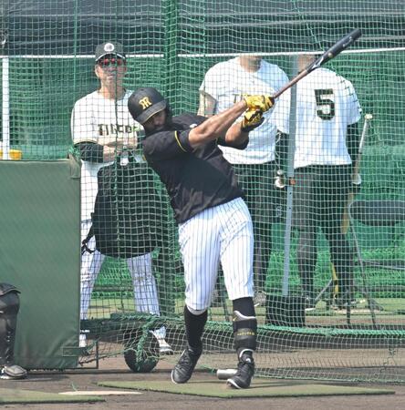 藤川監督が見守る中、打撃練習するガルシア（撮影・飯室逸平）
