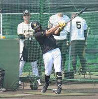 藤川監督が見守る中、打撃練習するガルシア（撮影・飯室逸平）