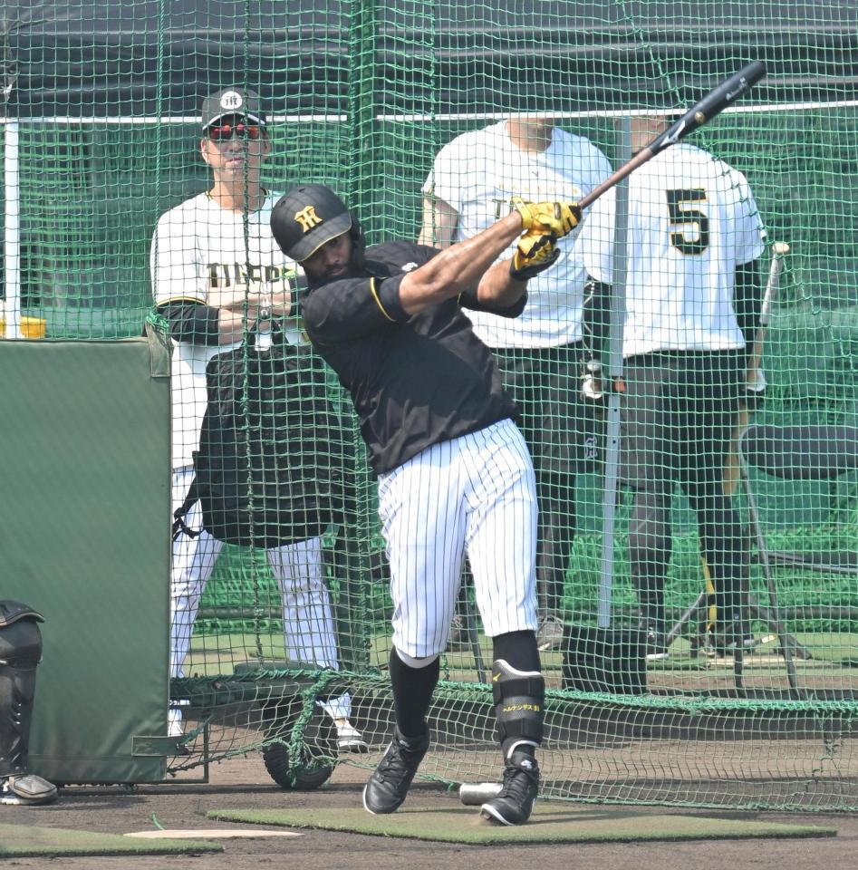 藤川監督が見守る中、打撃練習するガルシア（撮影・飯室逸平）