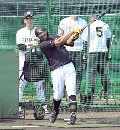 　藤川監督（左奥）が見守る中、打撃練習するガルシア（撮影・飯室逸平）