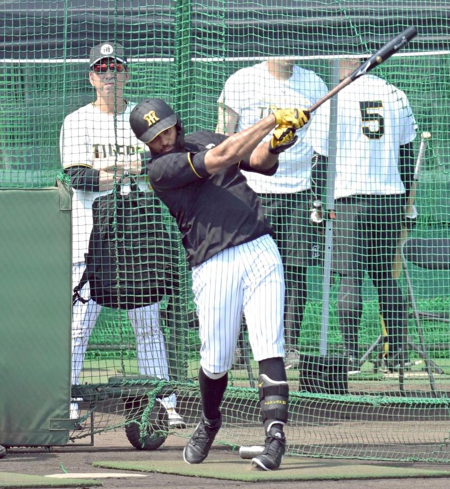 　藤川監督（左奥）が見守る中、打撃練習するガルシア（撮影・飯室逸平）