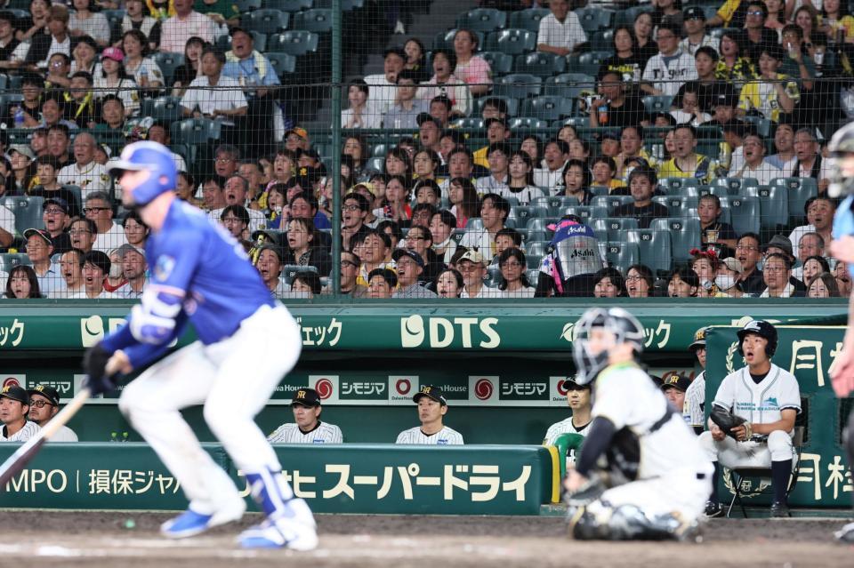 ８回、マラーの適時打を見つめる藤川監督（右奥）＝撮影・田中太一
