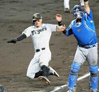 　３回、元山の内野安打で生還する佐藤輝（撮影・立川洋一郎）