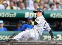１回、森下の先制二塁打で生還する近本（撮影・西田忠信）
