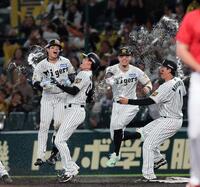 １１回、サヨナラ適時打を放ちナインかから手荒く祝福される梅野（撮影・山口登）