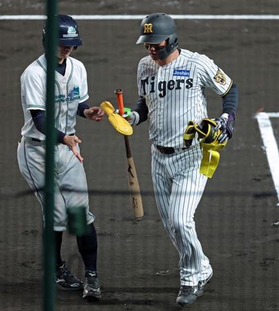４回裏阪神１死、四球を選んで出塁後に代走を送られベンチへ戻る阪神・森下翔太＝甲子園（撮影・立川洋一郎）
