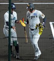 ４回裏阪神１死、四球を選んで出塁後に代走を送られベンチへ戻る阪神・森下翔太＝甲子園（撮影・立川洋一郎）