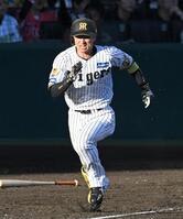 ６回、一塁へ激走する近本（撮影・飯室逸平）