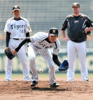 ノックを受ける阪神・藤浪晋太郎＝甲子園（撮影・棚橋慶太）