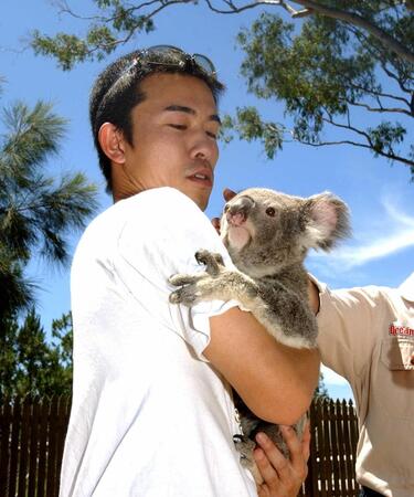 　遊園地でコアラを抱っこした赤星＝０３年１２月、豪州ゴールドコースト