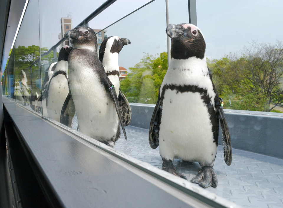 京都水族館～ペンギン＆イルカと遊ぼう/旅/旅/デイリースポーツ online