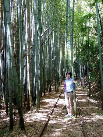 　　倉吉線の廃線跡に広がる竹林