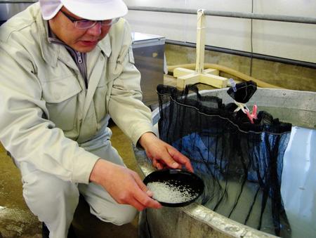 　「限定吸水」で米の吸水具合を見る西野金陵製造課長の酒井史朗さん＝金陵多度津工場