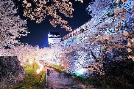 　夜桜が美しい鶴山公園（提供・津山市観光協会）