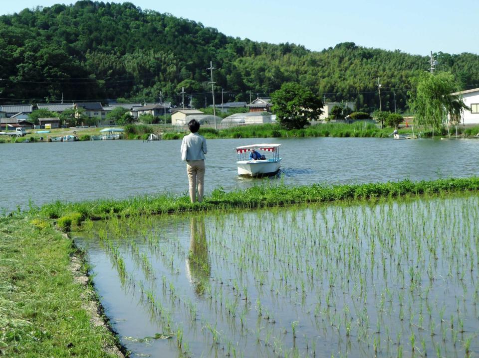　権座の田んぼ（手前）に近づく水郷を巡る小舟＝近江八幡市
