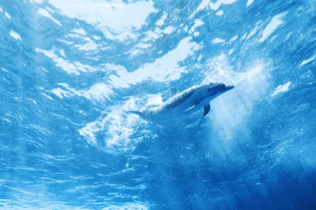 ジャンプして水中に戻ったマダライルカ＝四国水族館