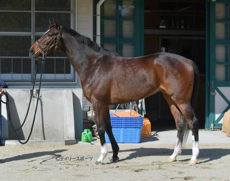 ジェラルディーナ　評価Ｂ