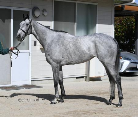 マリアエレーナ　評価Ｂ