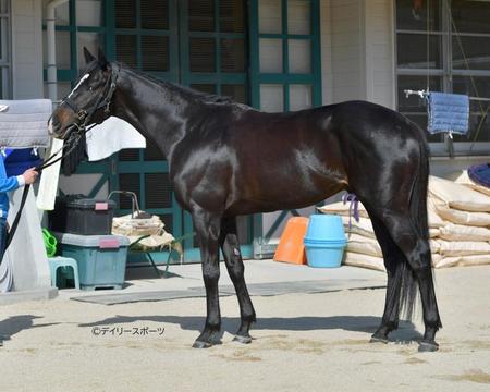 マテンロウレオ　評価Ｂ