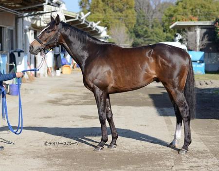 ラーグルフ　評価Ｃ