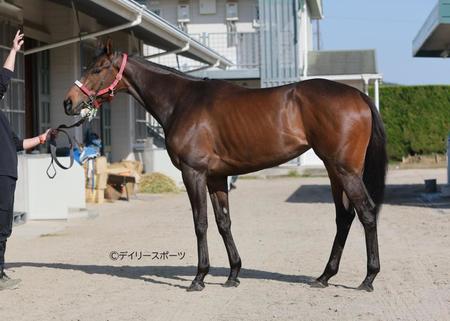 キタウイング　評価Ｃ