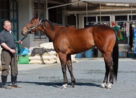 モズメイメイ　評価Ｂ
