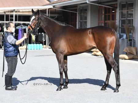 ハーパー　評価Ｂ