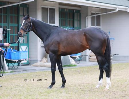 ショウマンバシット　評価Ｂ