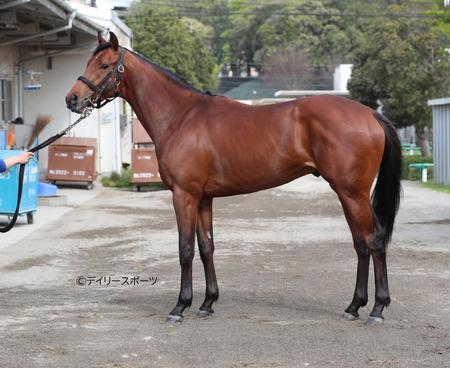 ホウオウビスケッツ　評価Ｂ