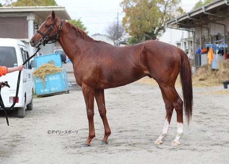 グリューネグリーン　評価Ｃ