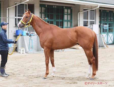 ボルドグフーシュ　評価Ａ