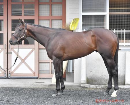 タマモブラックタイ　評価Ｃ