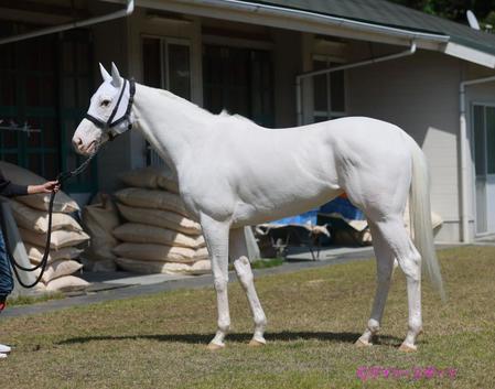 ソダシ　評価Ａ