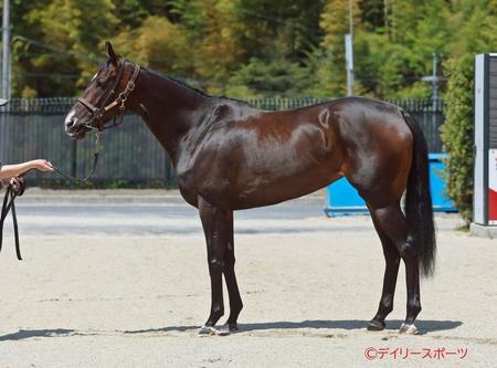 ステラリア　評価Ｂ