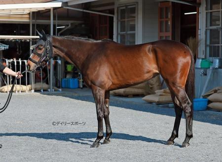 ハーパー　評価Ｂ