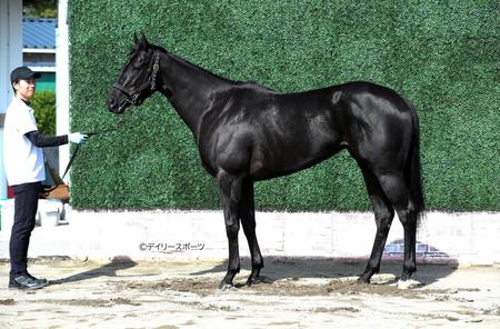 ペリファーニア　評価Ａ