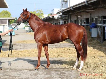 グリューネグリーン　評価Ｄ