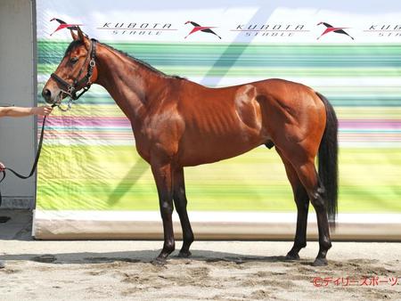 パクスオトマニカ　評価Ｃ