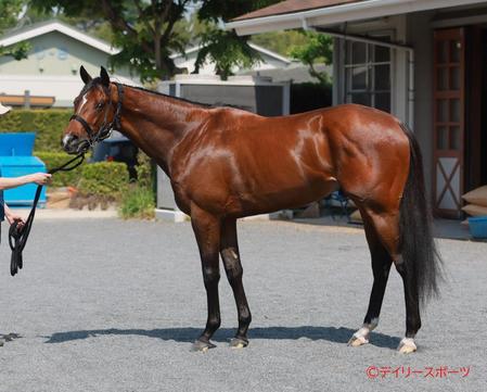 シャザーン　評価Ｂ