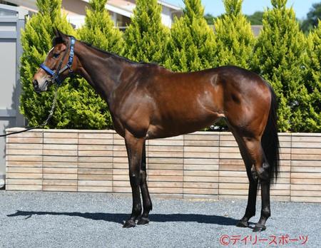 メイケイエール　評価Ｃ