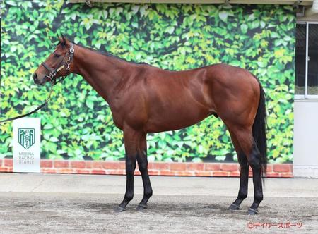 レッドモンレーヴ　評価Ｂ