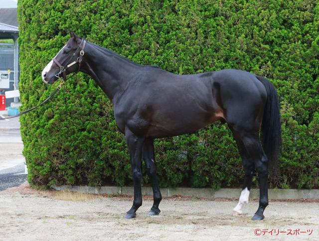 イクイノックス　鬣　たてがみ イクイノックス】実使用 蹄鉄 鬣 たてがみ 2023ジャパンカップ