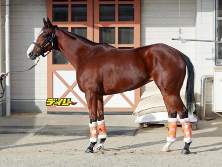 馬体診断】マイルCS/うま屋/デイリースポーツ online