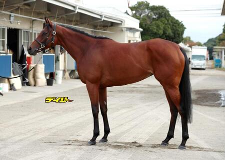 馬体診断】マイルCS/うま屋/デイリースポーツ online