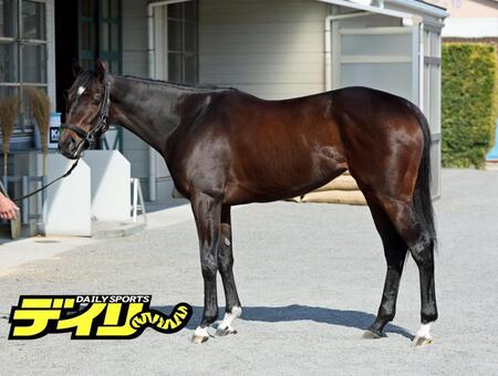 ショウナンザナドゥ　評価Ｃ