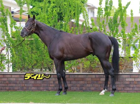 クロワデュノール　評価　Ｓ