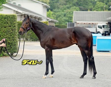 ショウヘイ　評価　Ｃ