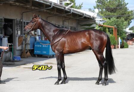 ファイアンクランツ　評価　Ｃ