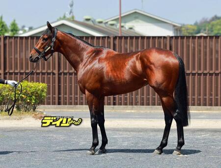 ファウストラーゼン　評価　Ｃ